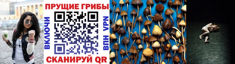 Купить закладки  Якутск  Псилоцибиновые грибы MAGIC MUSHROOMS 